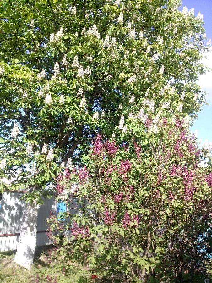 Фото Гостевого дома Guest House on Frunze Полоцк 21